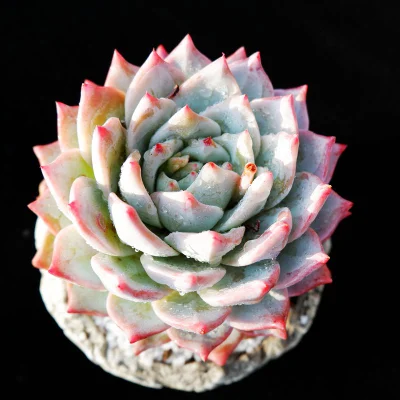  Pianta succulenta di Echeveria Blue Bird