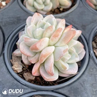  Dudu nuovo arrivo reale Echeveria Giada ghiaccio Clustering naturale dal vivo Succulento