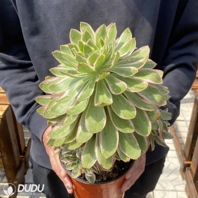  Dudu unico Aeonium verde Rosa Grande Echeveria naturale vivo Succulent