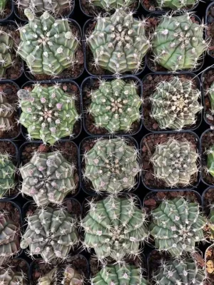  Raro cactus peony per le vendite all&prime;ingrosso