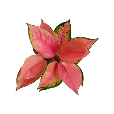  Aglaonema Cina piante vive naturali rosse