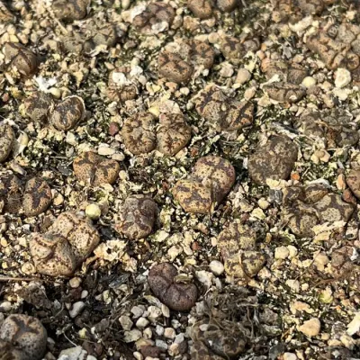  Commercio all&prime;ingrosso Conophytum Pellucidum interno (1-3Head/Pot) lithops piante vive naturali succulente