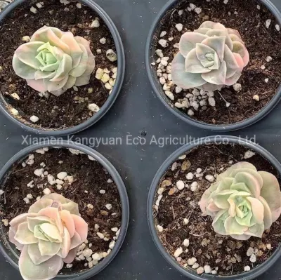  Bella vari Succulents della Corea reale