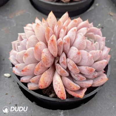  All&prime;ingrosso colorato raro favore doppio capo Echeveria naturale vivo Succulent Piante