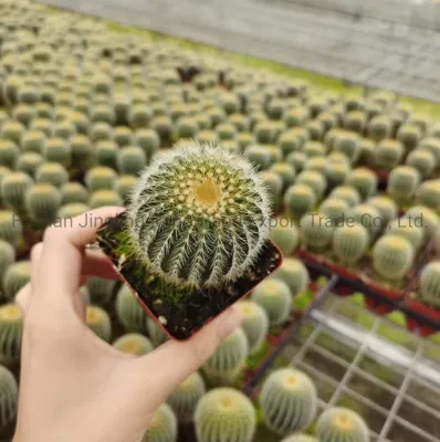  Echinocactus Grusonii piccoli all&prime;ingrosso Cactus e succulente piante vive