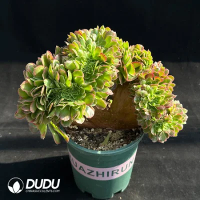  Dudu Hot sale Aeonium Halloween Bianco variegato Crisata naturale Live Piante succulente