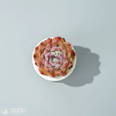  Dudu bella vendita calda colorata Echeveria Caroline naturale vivo Succulent