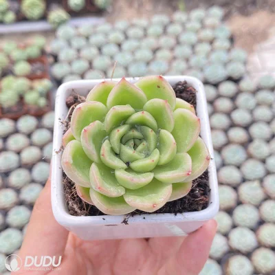 Vendita all′ingrosso Mini economici Echeveria Gilva Echeveria Natural Live Succulents