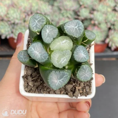  Dudu Pretty Yamoto Hawwinia naturale vivo succulente