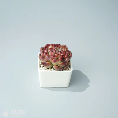  Dudu Rare colorful Wholesale Marcel Echeveria naturale vivo succulente