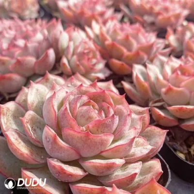  Dudu Outdoor Pointy Round Mini Egeria Echeveria naturale vivo succulente