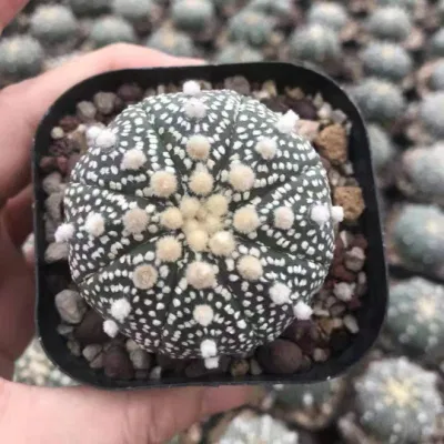  Astrophytum Asterias Var. Impianto Super Succulent Mini interno all&prime;ingrosso impianto