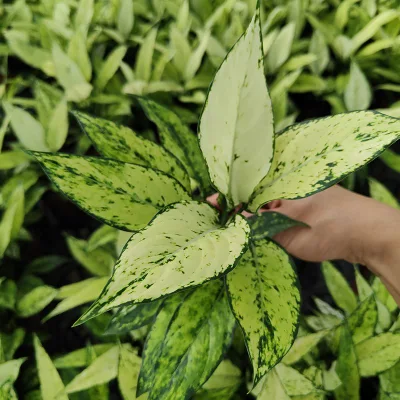  White Jade Aglaonema Live pianta Bonsai Indoor decorazione pianta