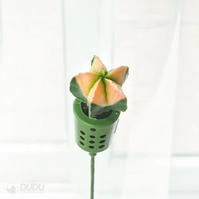  Dudu Wholesale Astrophytum miriostigma Variegate Bouquets piante succulente