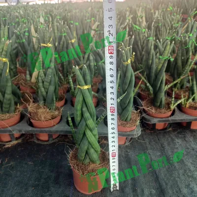  Live Sansevieria cylindrica Cutting 5 Twist Trifasciata Bonsai Mini raro Piante di radice