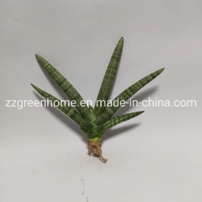  Stabilimento interno Sansevieria Boncel Snake Live