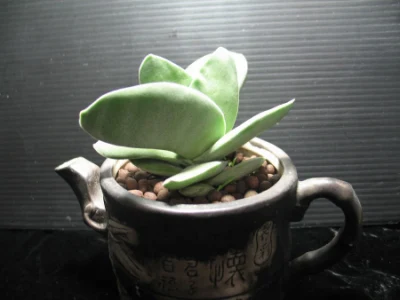  Piante succulente e cactus Crassula SPP di Real e Live Impianti Bonsai