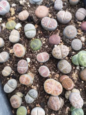  2020 Commercio all&prime;ingrosso basso prezzo alta qualità Naturale reale Mini lithops Succulent Impianto per piante da interno