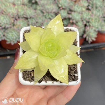 Dudu Hot sale Indoor Euryops Pectinatus &prime;viridis Hawwinia Natural Live Pianta succulenta