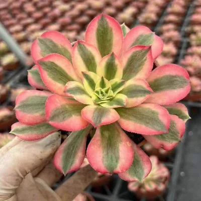  Strega rosa Aeonio succulente all&prime;ingrosso