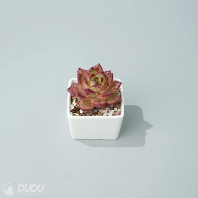  Dudu colorato nuovo arriva Monroe Robin X Echeveria dal vivo naturale Succulento