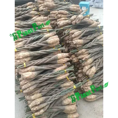  30cm Live Pachira Macrocarpa Money Tree nuovo Multi Braid Bonsai Impianti di esportazione