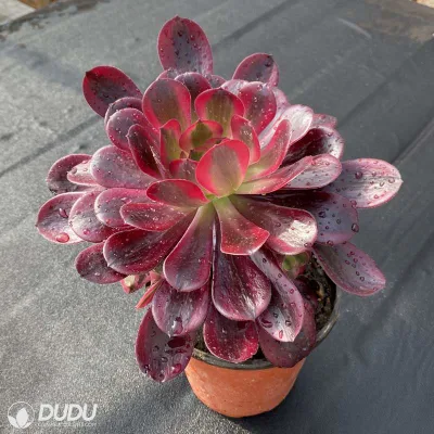 Dudu Caput-Medusae vitigni Aeonio Naturale vivi Succulenti