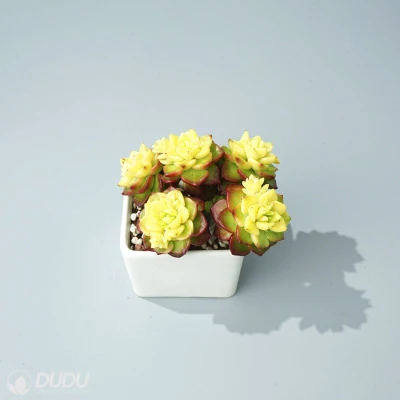  Dudu China Nursery Cheap Sedeveria Letizia...variegata Echeveria Live piante succulente