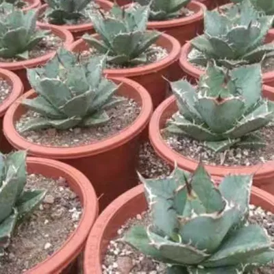  Blue White Whale Agave Titanota Hakug pianta viva raro succulente Asilo nido interno