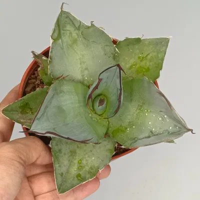  Echeveria/Sedum/Lithop/Hawwinia/Aeonium vivaio Indoor colorato raro Naturale vivo piante succulente per Decorazione del giardino e della casa