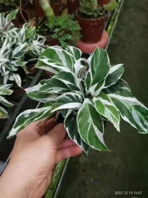  Calatea Fusion White Live Plant Wholesale Ornamental