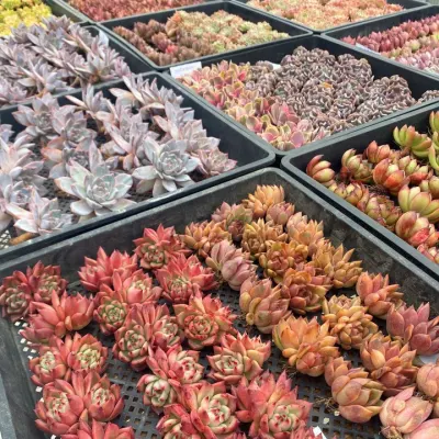  Dudu Hotsale Commercio all&prime;ingrosso interno Magic Flame Clustering Echeveria Natural Live Succulento