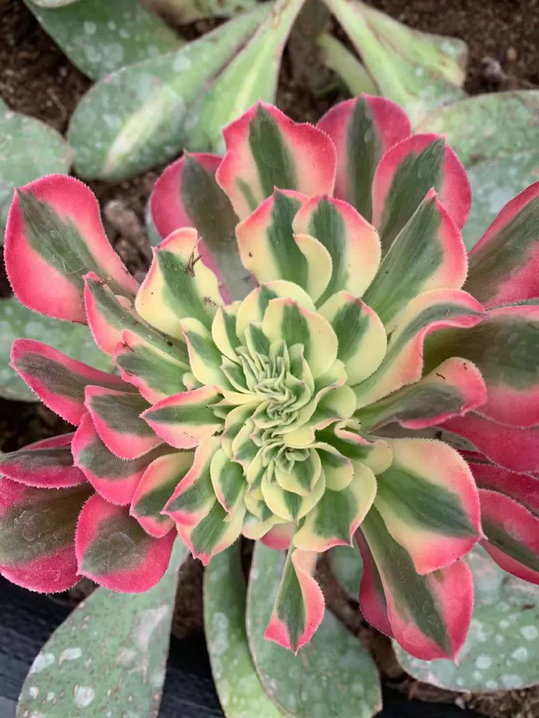 Natural Plants Succulent Aeonium Pink Witch Crested