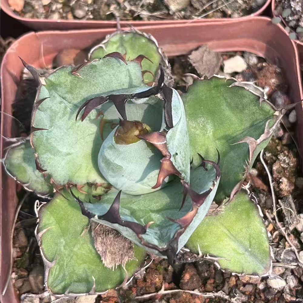 Blue White Whale Agave Titanota Hakug Live Plant Rare Succulent Indoor Nursery