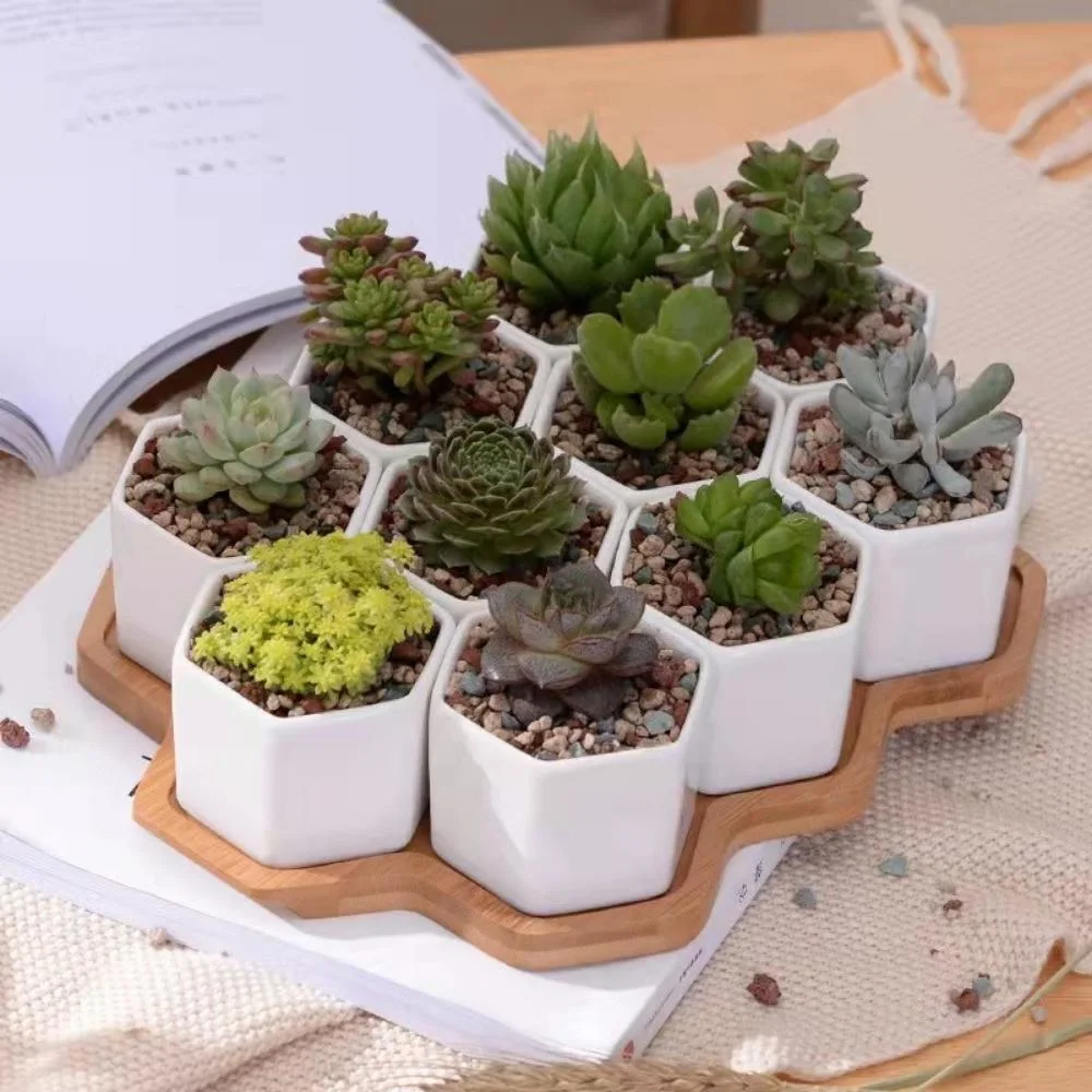 Small Ceramic Hexagon 10 PCS Succulent Pot with Bamboo Tray Mini Assorted Artificial Cactus Plants Faux Cacti Assortment White Pots Bl21946