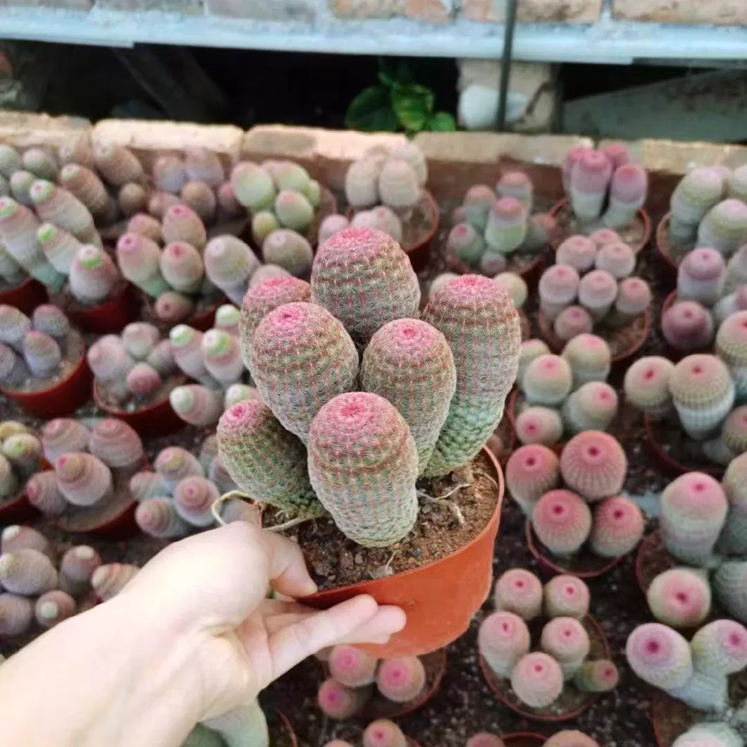 Echinocereus Rigidissimus Red Sun Cactus and Succulent Wholesale Indoor Live Plant