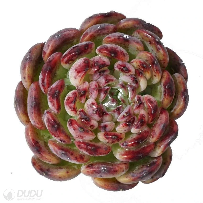 Dudu Rare Colorful Wholesale Marcel Echeveria Natural Live Succulent