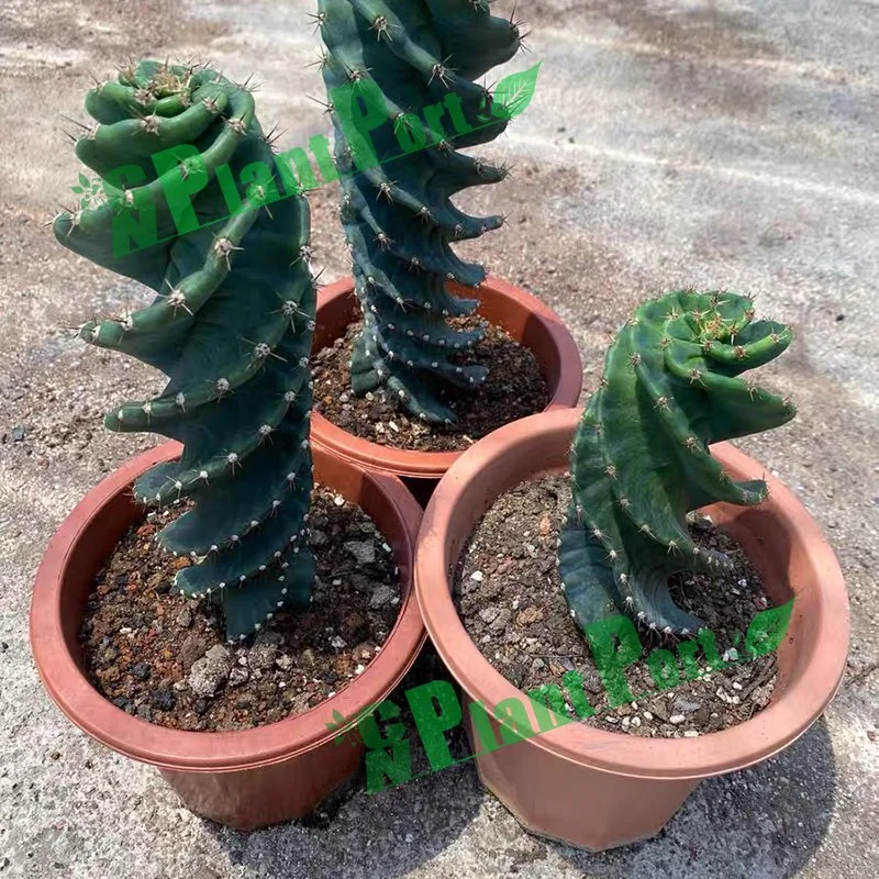 Live Cactus Bonsai Cereus Forbesii Spiralis Unique Shape Bonsai Decoration Plants Succulents