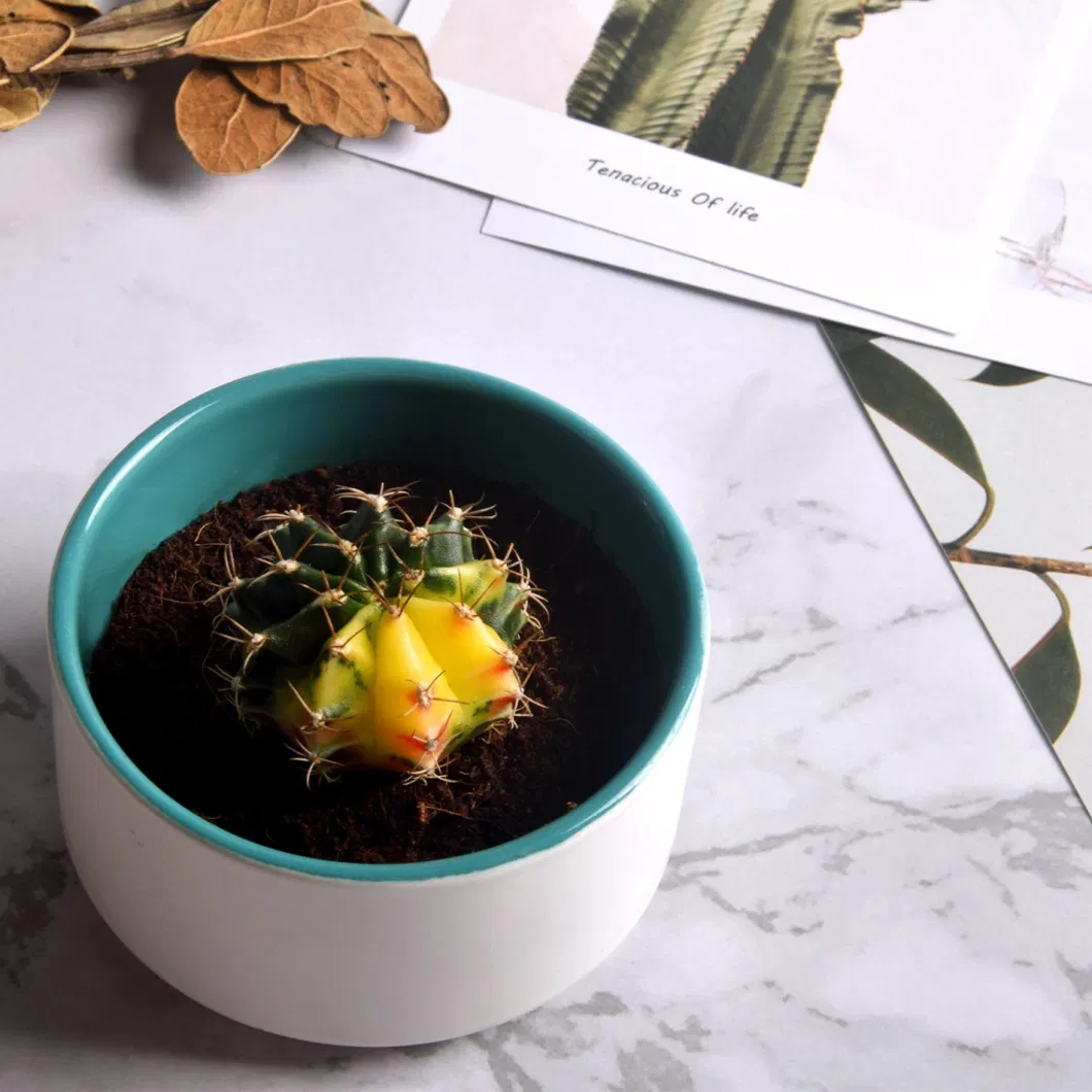 Round Mini Potted Succulent Cactus Plant for Indoor Decoration