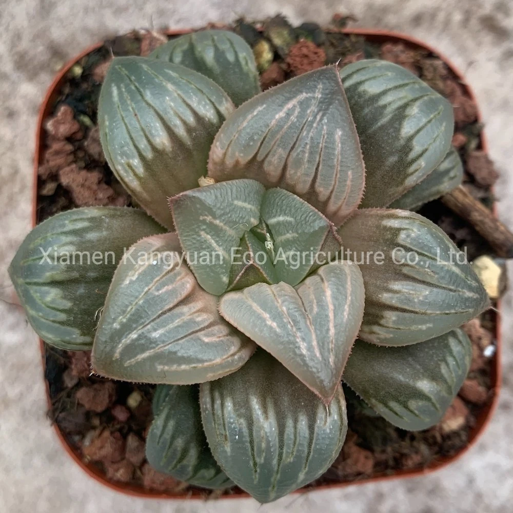 Rare Succulent Indoor Plant Haworthia Nursery
