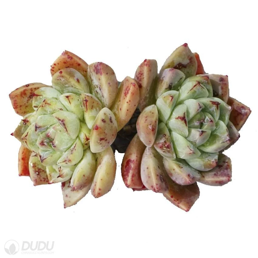 Dudu Colorful Alba Beaut Double Head Echeveria Natural Live Succulent