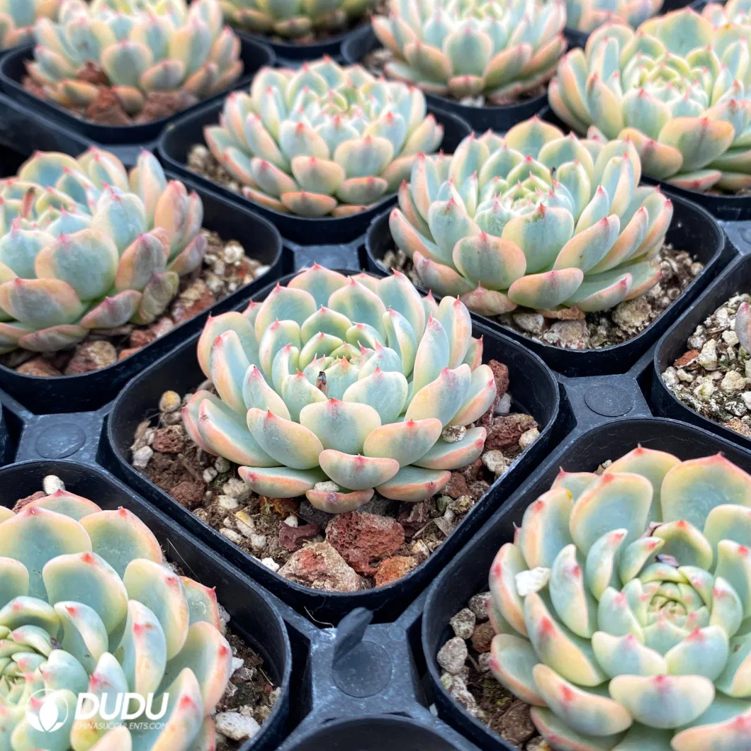 Dudu Wholesale Nursery Echeveria/Haworthia/Lithops/Aeonium/Cactus Colourful Rare Natural Live Succulent Plants