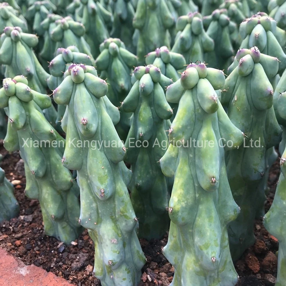 Rare Colorful Variegated Live Cactus