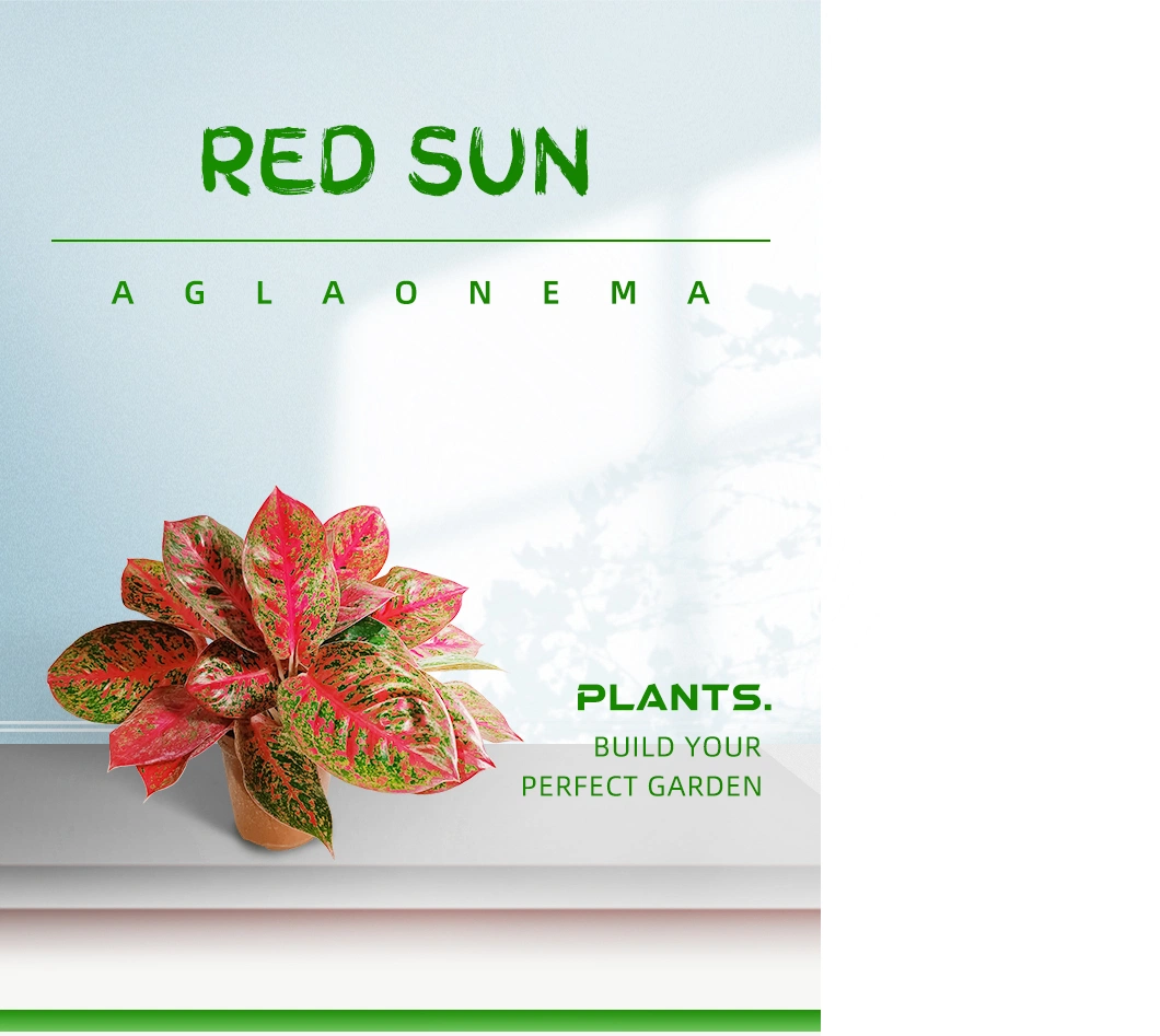 Aglaonema Red Sun Real Plants