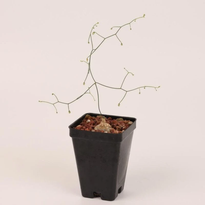 Dudu Wholesale Bonsai Drimia Intricata Head Natural Live Succulent Plants
