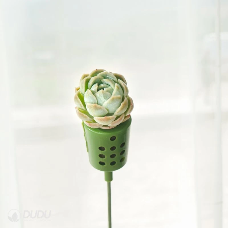 Dudu New Arrival Pretty Berry Bouquets Natural Live Succulent