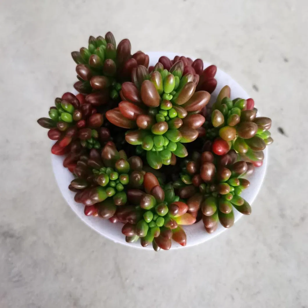 Wholesale Nursery Echeveria/Haworthia/Lithops/Aeonium/Cactus Colourful Rare Natural Live Succulent Plants