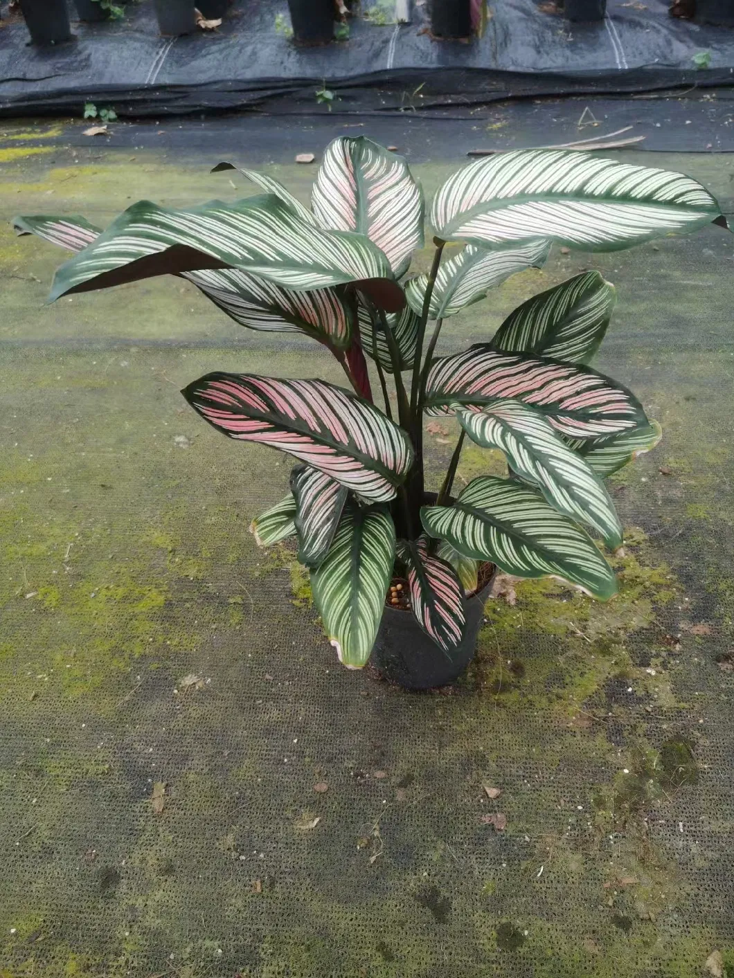 Calathea Sanderiana White (Sander) Gentil Live Plant Wholesale Ornamental