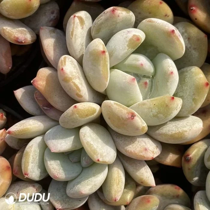 Dudu Hot Sale Indoor Echeveria Monroe Double Head Natural Live Succulent in Bulk