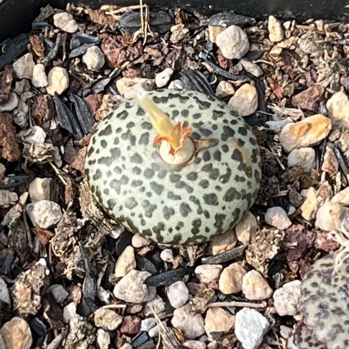 Dudu New Arrival Lithops Conophytum Wittebergense Natural Live Succulents